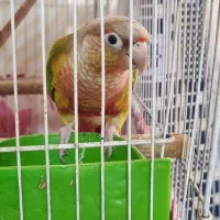 طوطی|پرنده|قم, کلهری|دیوار