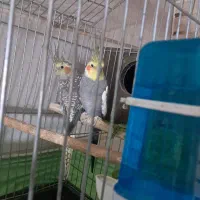 فروش عروس هلندی نر و ماده با قفس|پرنده|محمدیه-قزوین, |دیوار