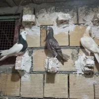 کفتر|پرنده|همدان, |دیوار