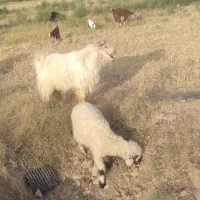 بز نر