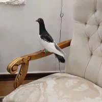 یهودی نر مست|پرنده|مشهد, نیروی هوایی|دیوار