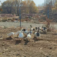 فروش غاز|حیوانات مزرعه|پیرانشهر, |دیوار