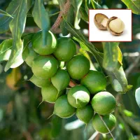 نهالستان گردو ارقام متنوع میوه های پربار پالیز|خدمات باغبانی و درختکاری|اسفرورین, |دیوار