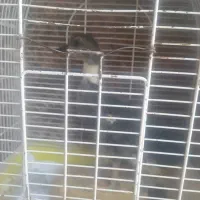 اردک|حیوانات مزرعه|مرودشت, ثبت احوال|دیوار