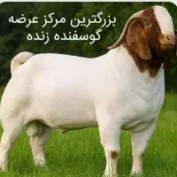 خرید دام در جایگاه معتبر  وزن دقیق  گوسفند زنده