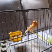 قناری رسمی نر|پرنده|تهران, قلمستان|دیوار