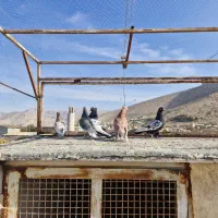 کبوتر|پرنده|سیدان, |دیوار