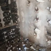 10جفت کفترطوقی نروماده