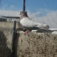 کفتر سینه ای نر|پرنده|شیراز, شهرک قمشه|دیوار