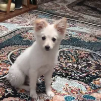 سگ ماده پامر|سگ|الوند, |دیوار