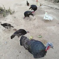 بوقلمون.مرغ .خروس