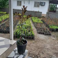 فتونیا سطل ۱۰