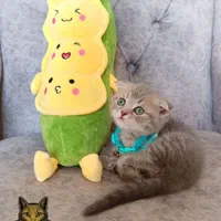 چشم گنده های پشمالو|گربه|همدان, |دیوار