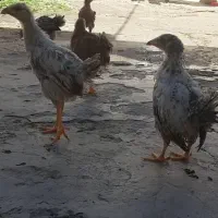 جوجه 3ماهه|حیوانات مزرعه|مسجد سلیمان, |دیوار