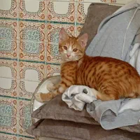 واگذاری رایگان بچه گربه|گربه|ساری, |دیوار