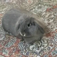 خرگوش لوپ نر