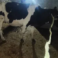 گاو ابستن با گوساله ماده بزرگ|حیوانات مزرعه|شادگان, |دیوار