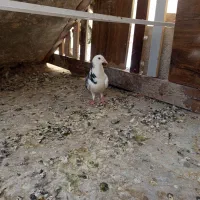 کبوتر ماده