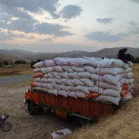 فروش کاه نرم خرمنکوب