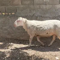 قوچ لاکن|حیوانات مزرعه|سیستان, |دیوار