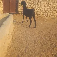 دو عدد بز دورگ|حیوانات مزرعه|بیرم, |دیوار