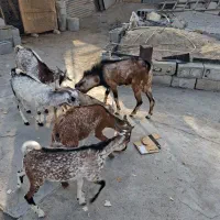 نری داشتی ذات دوکهری|حیوانات مزرعه|بندرعباس, |دیوار