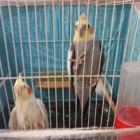 عروس هلندی و مرغ عشق