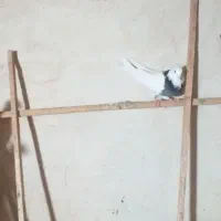 ۱۰عددطوقی قرمزوآبی نروماده ضمانتی|پرنده|نقده, |دیوار