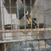 با سلام سهره نر کوتا بلند خون