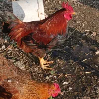 خروس محلی یکساله