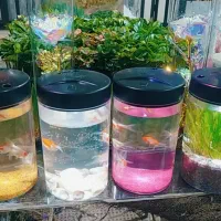 تنگ های چراغدار(مینی آکواریوم)مناسب برای فایترگوپی