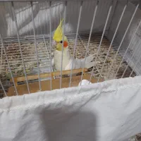 عروس هلندی لوتینو جوجه|پرنده|مشهد, کشف|دیوار