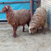 گوسفند بره بز