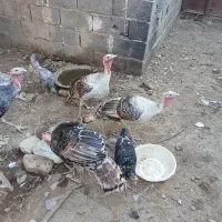 بقلمون نر ماده