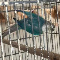 طوطی گرینچیک