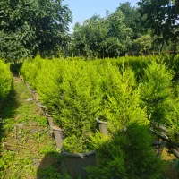 نهال آووکادو و کاج لاوسون|گل و گیاه طبیعی|واجارگاه, |دیوار