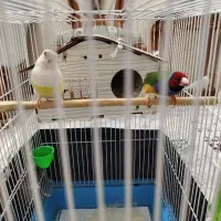 یک جفت فنچ گلدین همراه قفس