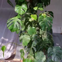 برگ انجیری(مانسترا)