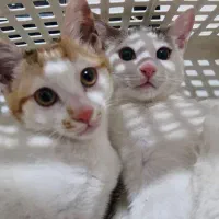 واگذاری گربه رایگان|گربه|سمنان, |دیوار