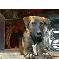 سگ سرابی اصیل