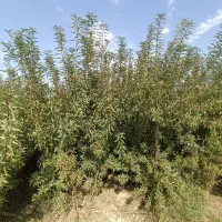 انواع نهال گردو بادام|خدمات باغبانی و درختکاری|تبریز, |دیوار