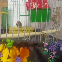 فنچ|پرنده|شیراز, رازی|دیوار