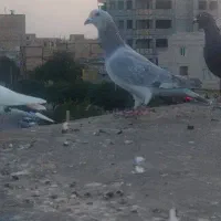 کبوتر