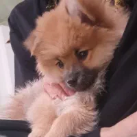 سگ پامر خرسی|سگ|شیراز, ارم|دیوار