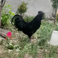 ایام سمانی f1 گریل A