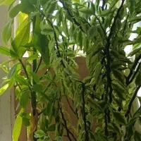 گل خانگی|گل و گیاه طبیعی|روانسر, |دیوار