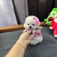 توله پامرانین دال‌فیس نر و ماده