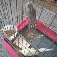 دوتا عروس هلندی باقفس