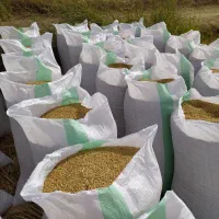 شالی دم‌سیاه درجه یک بذری برای روستای سارجه کر هست|خوردنی و آشامیدنی|گنبد کاووس, |دیوار