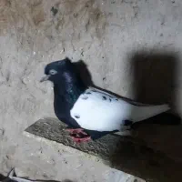 کسی خواست بشماره تماس بگیرد